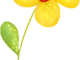 pocoyo flor