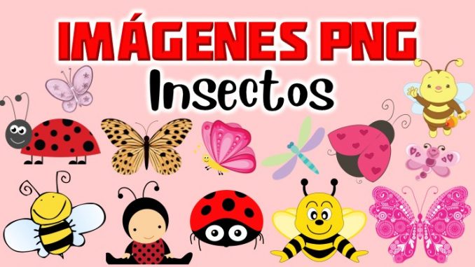 Imagenes de Insectos Clipart PNG transparente - Mega Idea
