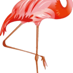 flamingo16
