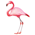flamingo20