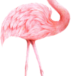 Flamingo17