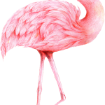 Flamingo18
